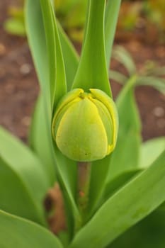 Close Up Macro of Green Tulip Bud in Sping in Garden. High quality photo