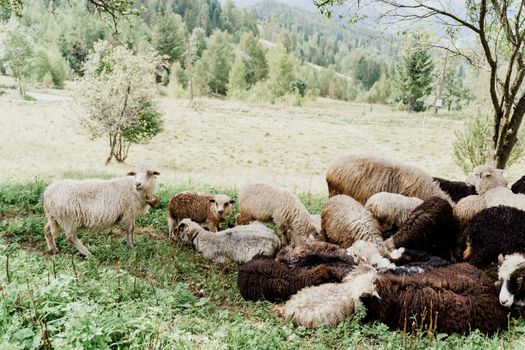 Flock of sheep in the mountains. Sheeps and rams on the green field on the farm. Production of wool from animals.