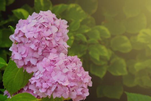 Blurry background, blooming hydrangea in the park in the spring