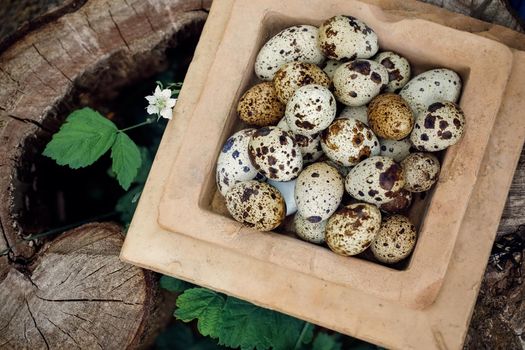 Square clay bowl with a lot of quail eggs on a stump . Concept, free range eggs , organic, healthy food, farm harvest