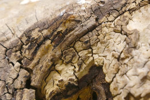 View of the texture of the old dry wood, background, selective focus