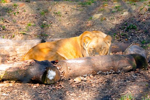 Close-up of a sleeping lioness on a sunny day, selective focus