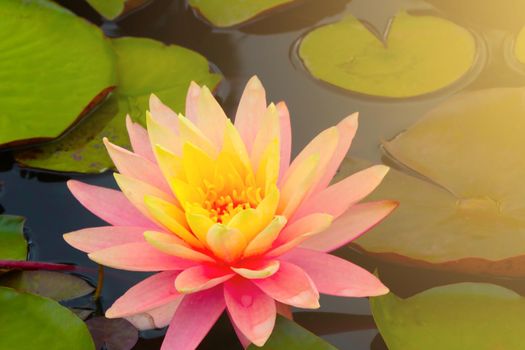 Close-up of a blooming lily on the lake. The background of nature