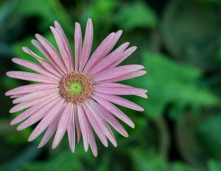 Gerbera barberton daisy beautiful flower