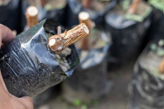 Grape cuttings planted in a polythene bags in plant nursery preparing for vineyard