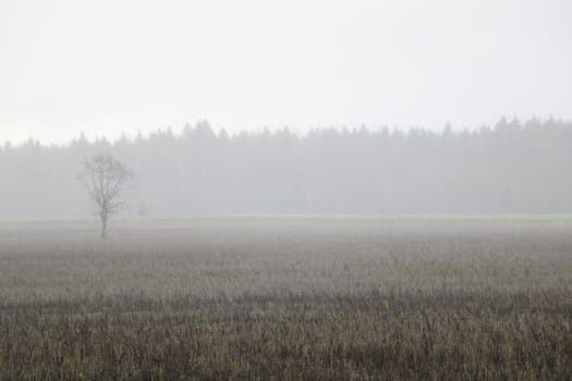 foggy autumn morning in the countryside, misty