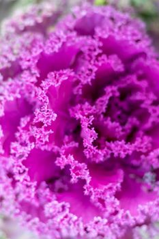 Ornamental Cabbage purple flower head