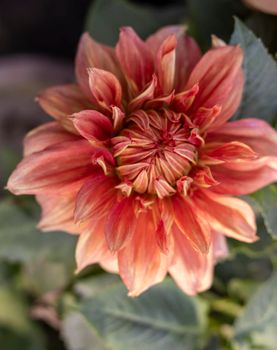 Dahlia orange color flower closeup