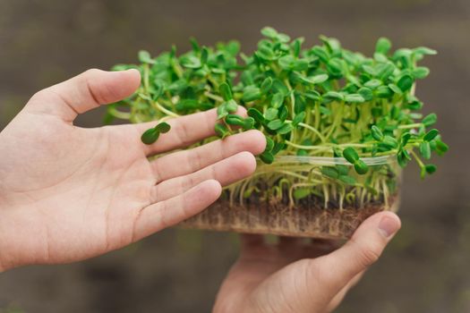 Microgreen with soil in hands closeup. Man touches green microgreen of sunflower seeds in hands. Healthy vegeterian food delivery.