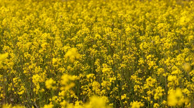 Mustard plants flowering in the spring