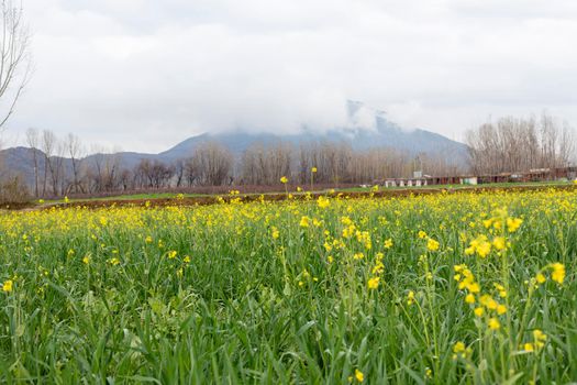 Agriculture fields in the springtime in the Swat Valley