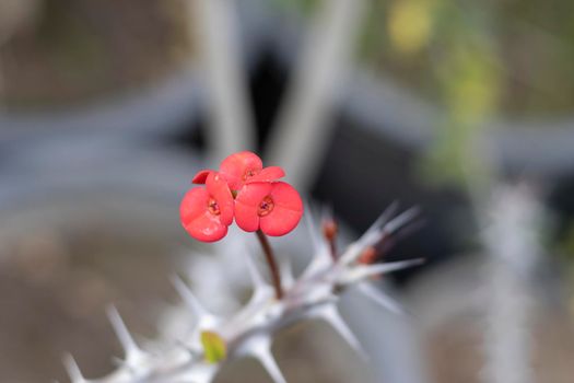 Dwarf euphorbia milii flower with selective focus and blur background