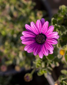 Gazania beautiful flower with selective focus and blur background