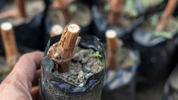 Young grape vine seedlings in plant in winter with no leaves