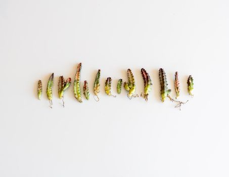 Variegated stapelia bare roots plants on white isolated background