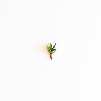 haworthia pumila variegated small succulent plant on white isolated background