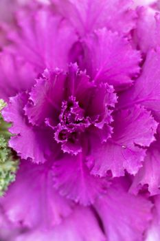 Ornamental cabbage plant top angle view