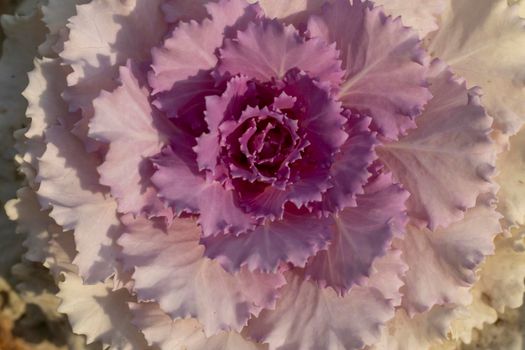 Ornamental cabbage plant in autumn season