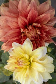 Dahlia plants flowering in spring