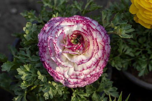 Ranunculus buttercup flower in a spring season