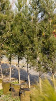 Pine trees are growing in a grow bags in plant nursery for sale and plantation