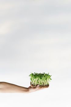 Microgreen with soil in hands closeup. Man holds green microgreen of sunflower seeds in hands. Idea for healthy vegan food delivery service