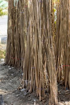 Poplar bare roots trees in a garden center for sale or plantation