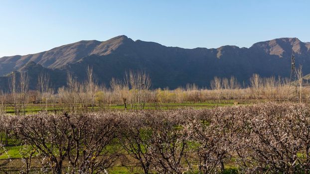 poplar and apricot trees beautiful scenic view