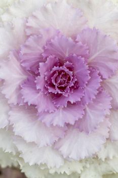 Brassica oleracea ornamental plant closeup