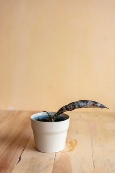 Sansevieria coppertone kikii pulchara rare plant in a pot
