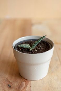 Sansevieria lavranos walking Snake Plant closeup view