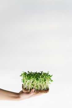 Microgreen with soil in hands closeup. Man holds green microgreen of sunflower seeds in hands. Idea for healthy vegan food delivery service