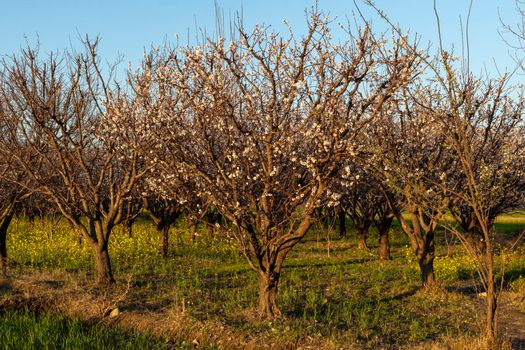 Apricot fruit tree flowering closeup view