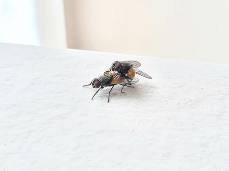 Side view of two house flies having sex, Musca domestica