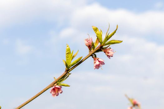 Peach tree blossom in spring