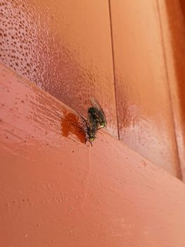 Side view of two house flies having sex, Musca domestica