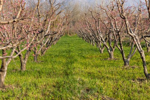 Blossoms in peach orchard in the spring