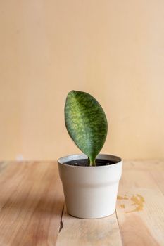 Sansevieria masoniana whale fine succulent plant