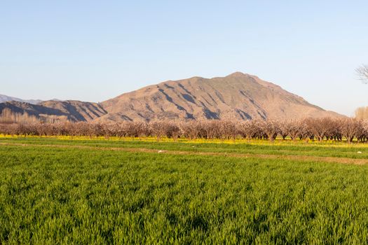 Apricot farming in Swat valley, Pakistan