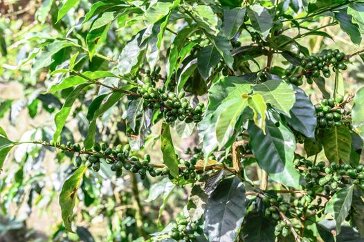 Coffee tree with green coffee beans on the branch