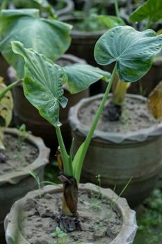 Alocasia Portora Elephant Ear plant