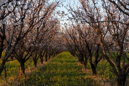 Apricot fruit farm in spring