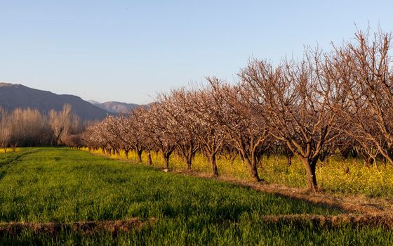 Apricot fruit farm beautiful landscape view in spring