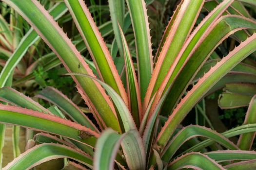 Closeup of an ornamental pineapple plant