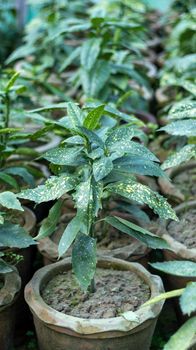 Gold dust croton plants in garden center