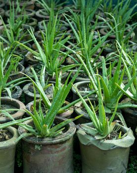 Aloe vera succulents in plants nursery