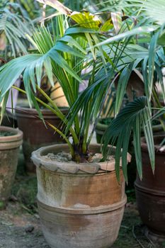 Fan leaf table palm in a large pot