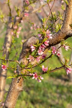 Closeup view of peach tree blossom in spring