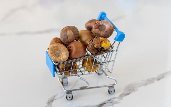 Mini cart filled with gladiolus bulbs