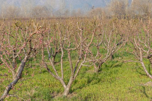 Peach orchard in a full bloom in the spring season